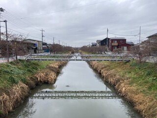 写真：桜31