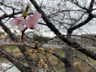 写真：桜32
