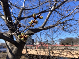 写真：桜33