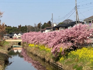 写真：桜1