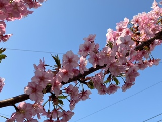 写真：桜2