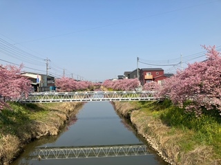 写真：桜3