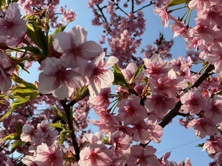 写真：桜4