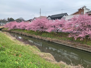 写真：桜5