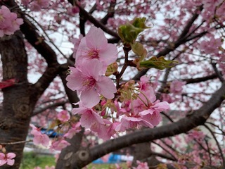 写真：桜6