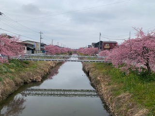 写真：桜7