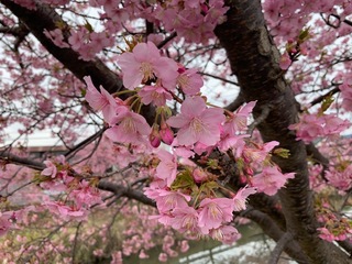 写真：桜8