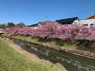 写真：桜9