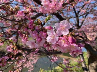 写真：桜10