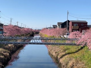 写真：桜11