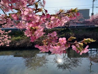写真：桜