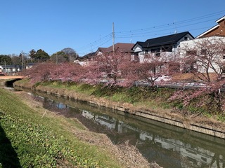 写真：桜13