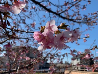 写真：桜14