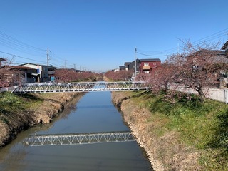 写真：桜15