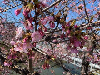 写真：桜16