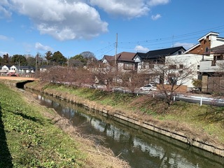 写真：桜17
