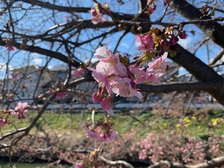写真：桜18