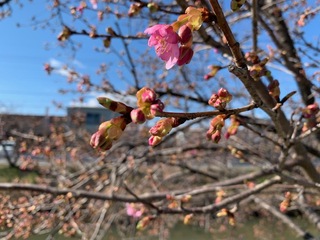 写真：桜20