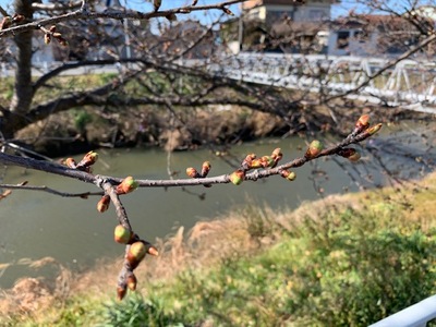 写真：桜21