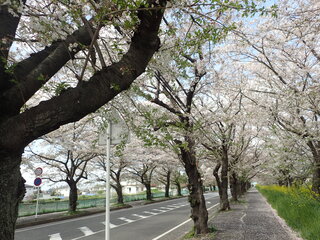 写真:桜1