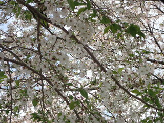 写真:桜2