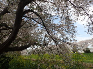 写真:桜3