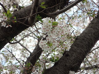 写真:桜4