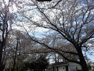 写真:桜5