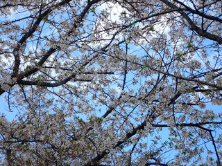 写真:桜6