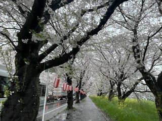 写真:桜7