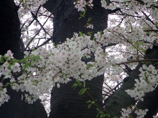 写真:桜8