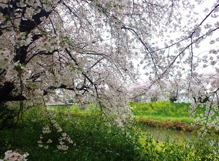 写真:桜9