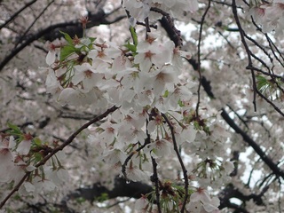 写真:桜10