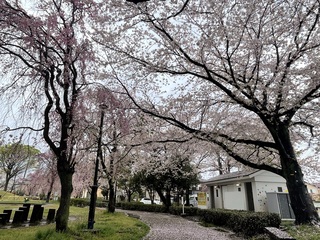 写真:桜13