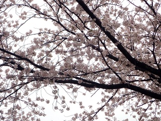 写真:桜14