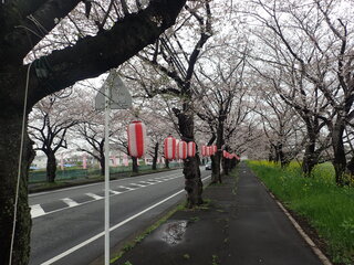 写真:桜15