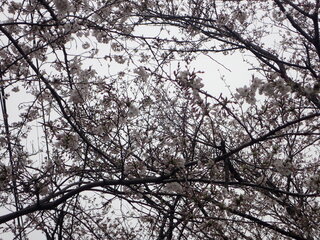 写真:桜16