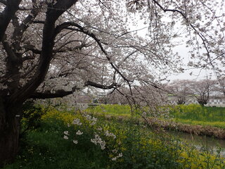 写真:桜17