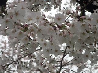 写真:桜18