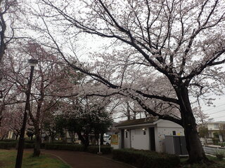 写真:桜19