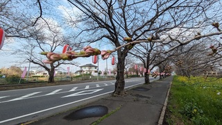写真:桜22