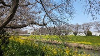 写真:桜23