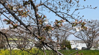 写真:桜24