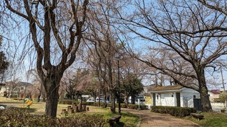 写真:桜25