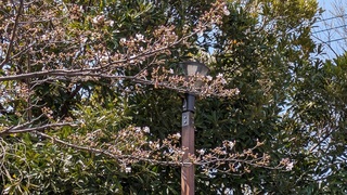 写真:桜26