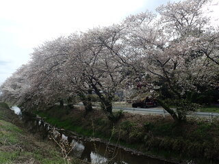 写真:桜1
