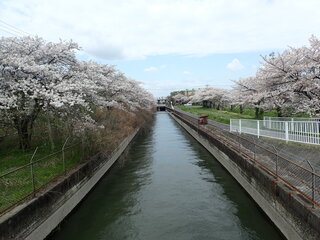 写真:桜3