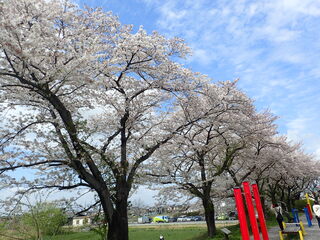 写真:桜5