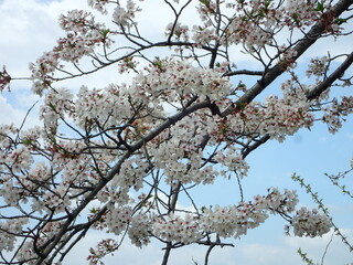 写真:桜6
