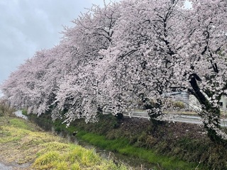 写真:桜7